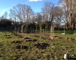 Image result for PLANTING NEW ORCHARD