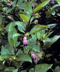 Solanaceae: Belladonna