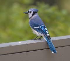 Image result for blue jay bird pictures