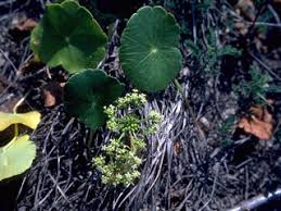 Hydrocotyle bonariensis (Largeleaf pennywort) | Native Plants of ...