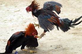 Image result for image cock fighting