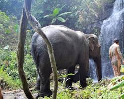 Image of Elephant Sanctuary Tour & Jungle Trekking
