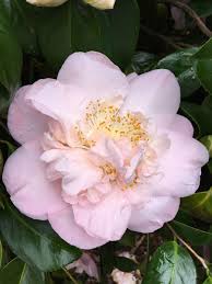 Image result for Camellia japonica
  ( Lacy Pink Camellia )
