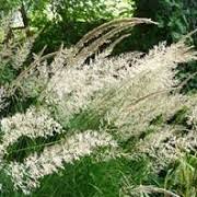 Calamagrostis varia Colorful reed grass Care Plant Varieties ...