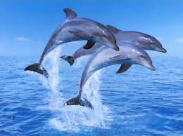 Résultat de recherche d'images pour 'dauphins'