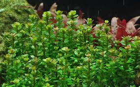 Rotala Indica Beginner's Guide [UPDATED 2020]