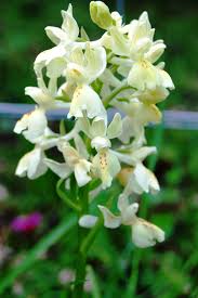 Orchis provincialis - Wikipedia