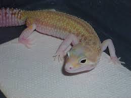 Le Gecko léopard / Les phases Images?q=tbn:ANd9GcQOPtATDgojg7L1r54QyQvtoWY5N24Cn7irL2JYRFwhsRljg_tN3Q