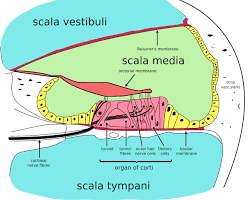 Image of Cochlea structure