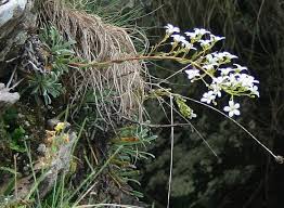 Saxifraga callosa - Wikipedia
