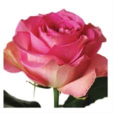 Image result for unique roses