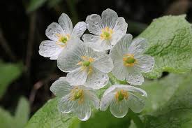 Image result for Diphylleia Grayi flower