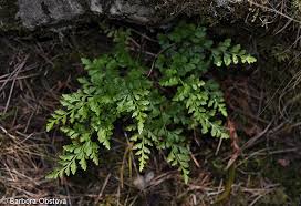 Asplenium cuneifolium – sleziník hadcový | Pladias: Database of the ...