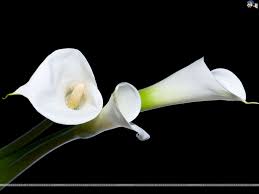 Image result for lilies