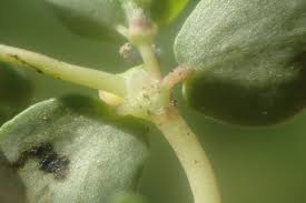 Euphorbia serpens Calflora