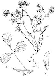 trifolium brutium