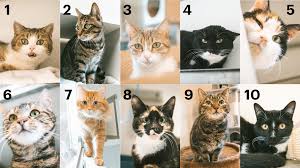 Naming cats in Gent animal shelter after participants of De Mol