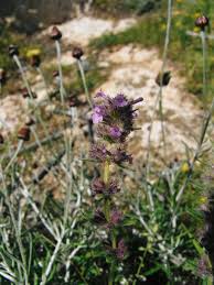 Micromeria nervosa (Desf.) Benth. | Plants of the World Online | Kew ...