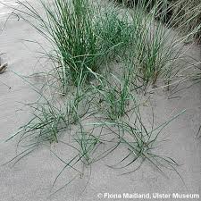 Agropyron junceum - sand couch