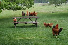 Image result for free range chickens