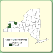 Periploca graeca - Species Page - NYFA: New York Flora Atlas