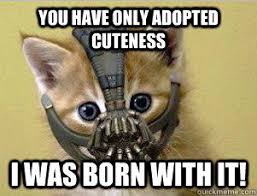 Bane Kitty memes | quickmeme via Relatably.com