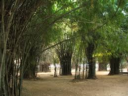 Image result for ashoka tree grove