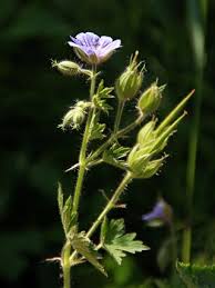 Hardy Geranium, Geranium bohemicum - Flowers - NatureGate