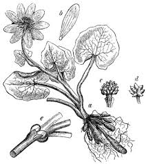 Ficaria verna ssp. ficariiformis - NameThatPlant.net