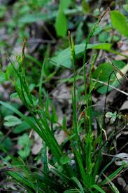Carex olbiensis - Pallano