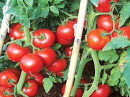 tarlada domates ile ilgili görsel sonucu