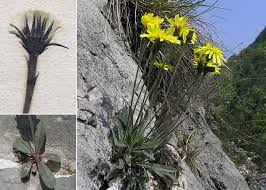 Leontodon tenuiflorus (Gaudin) Rchb. - Portale sulla flora del Parco ...