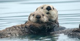 It's Cold in the Ocean but It's Hotter Inside Sea Otters - The New York ...
