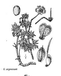 Sp. Rubus istricus - florae.it