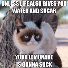 Image result for clean cat memes