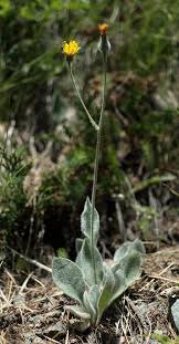 Hieracium tomentosum (Woolly Hawkweed) - The Alpine Flora of ...