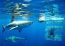 Great White Shark Tours (Gansbaai, South Africa Top Tips Before)