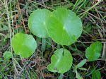 Flora of Zimbabwe: Species information: Hydrocotyle verticillata