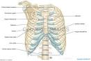 Anatomia del torax - SlideShare