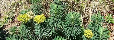 Euphorbia Species, Mediterranean Spurge Euphorbia characias ...