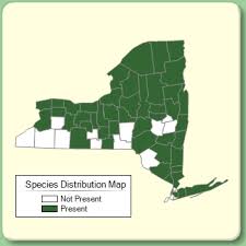 Thuja occidentalis - Species Page - NYFA: New York Flora Atlas