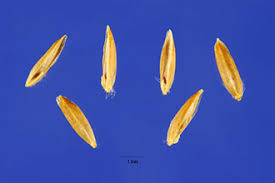 Plants Profile for Poa palustris (fowl bluegrass)
