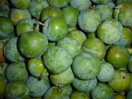 Greengage Early Transparent