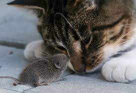 кот  и мышь