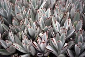 Image result for Kalanchoe tomentosa