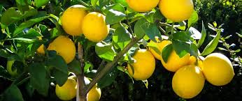 lemon tree ile ilgili görsel sonucu