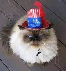 Image result for patriotic cats