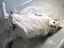 Image result for cats in suds