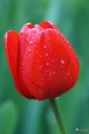 Risultati immagini per tulipano rosso