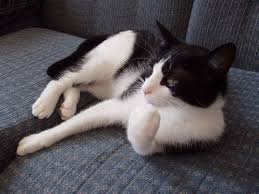 Image result for tuxedo cat